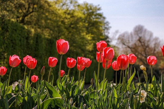 Tulipaner, Røde Tulipaner, Røde Blomster