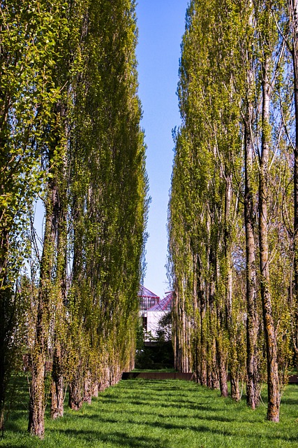 Træ, Natur, Have, Grøn, Vej, Perspektiv