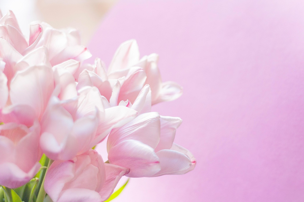 Tulips Pink Spring - Free photo on Pixabay