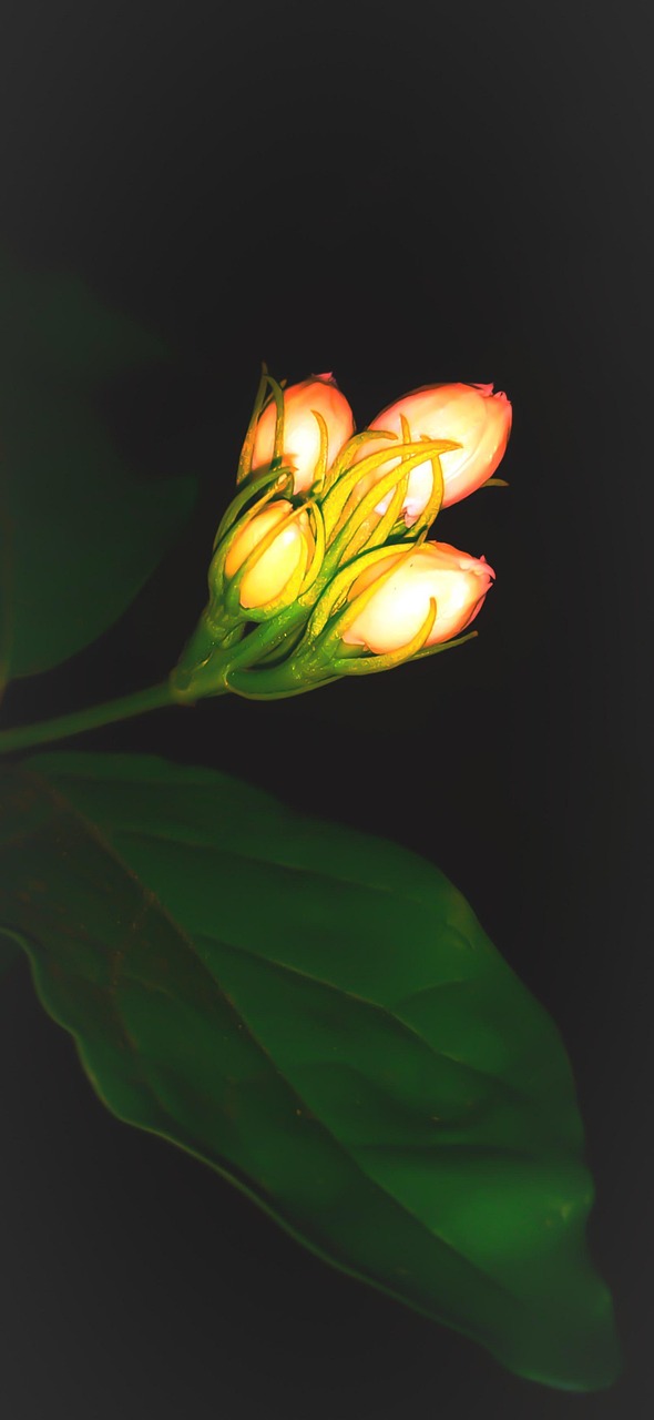 Jasmine Flower Bloom Free photo on Pixabay Pixabay