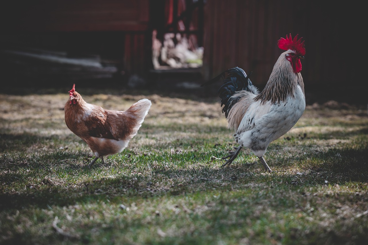 Chicken Rooster Birds - Free photo on Pixabay - Pixabay