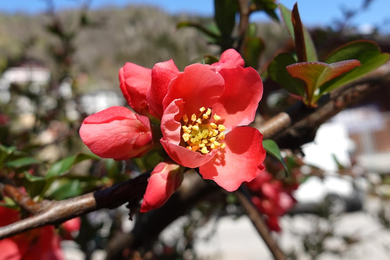 Flower Bloom Botany Free photo on Pixabay Pixabay