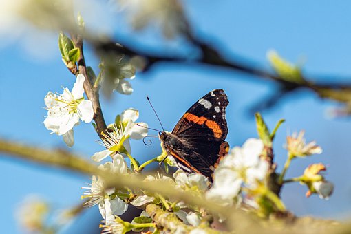 Insecto, Mariposa, Almirante Rojo
