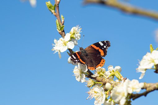 Insecto, Mariposa, Fondo De La Flor