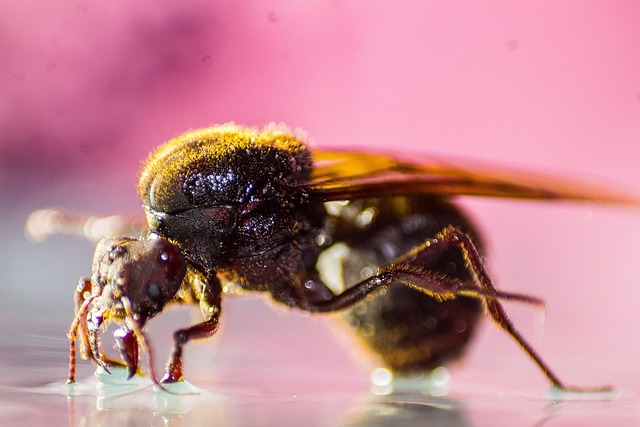 Formica Insetto Animale - Foto gratis su Pixabay - Pixabay
