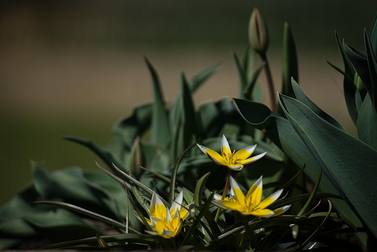 Yellow Flowers - free online jigsaw puzzle photo