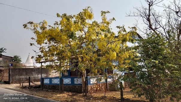 Free Nature Tree photo and picture