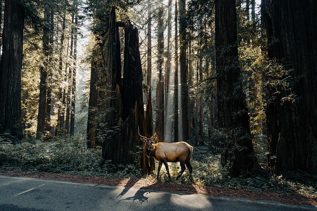 wapiti, deer, forest, redwood, nature, wilderness, wildlife, species, fauna, redwood, redwood, redwood, redwood, redwood