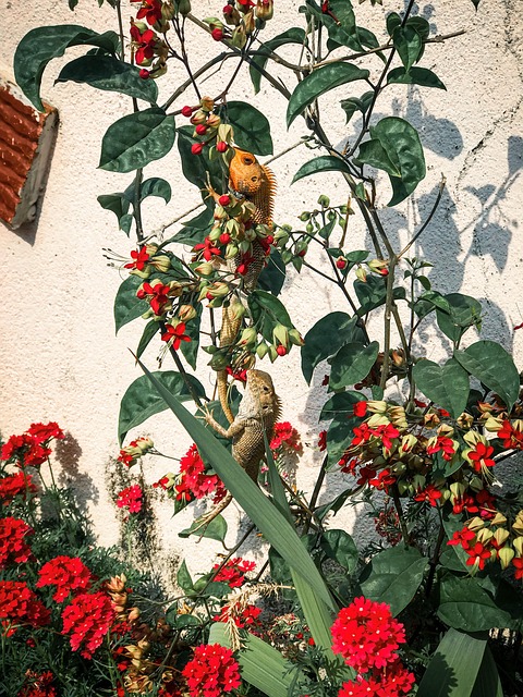Free Animal Nature photo and picture