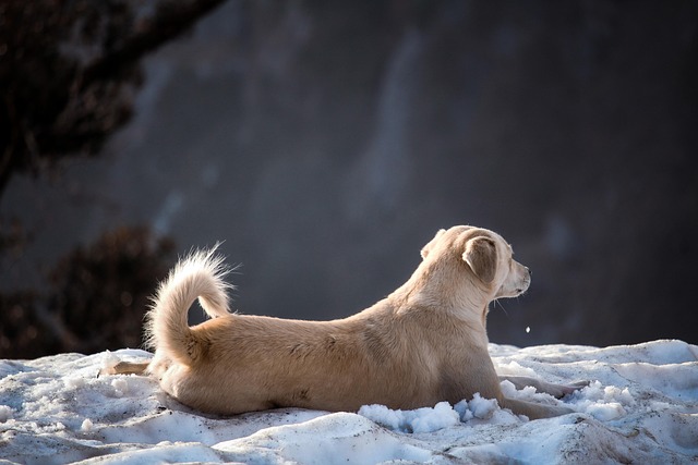 Free Dog Puppy photo and picture