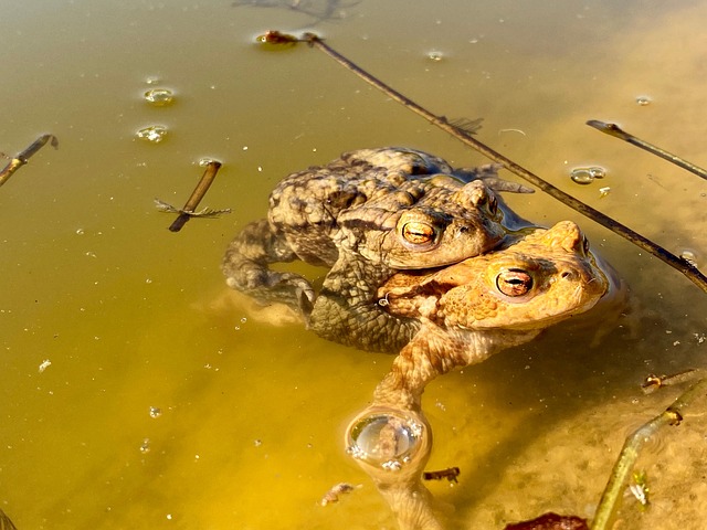 Free Toad Frog photo and picture