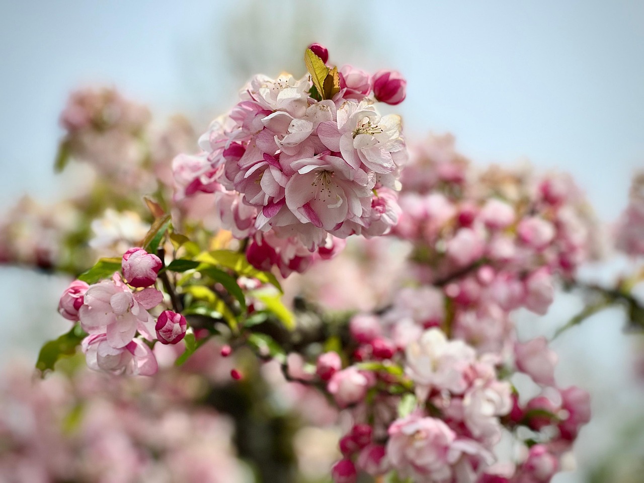 blumen-kirschbl-ten-fr-hling-kostenloses-foto-auf-pixabay-pixabay