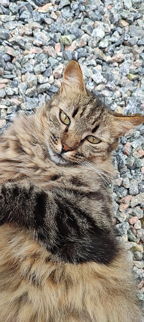 Gato, Cat, Felino, Animal, Gatinho