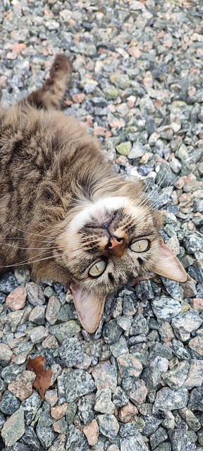 Gato, Gatos, Animal, Cat, Felino