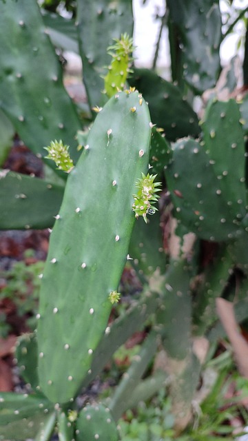Cacto, Cactos, Planta, Natureza, Broto