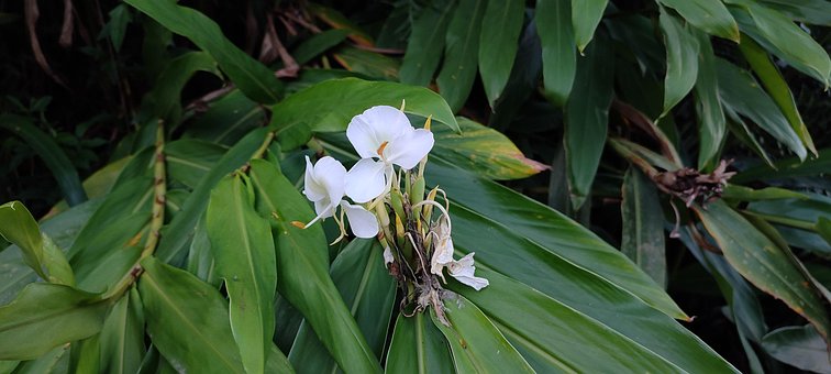 Flor, Natureza, Verde, Branco, Florescer