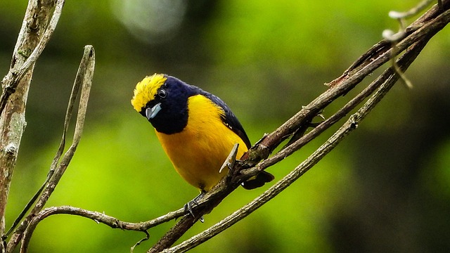 YellowCrowned Euphonia Bird Free photo on Pixabay Pixabay