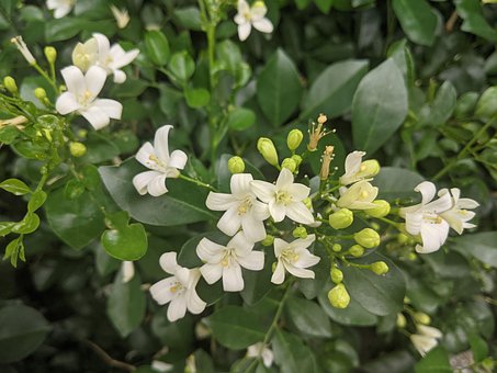 Blomster, Planter, Blomstring, Forår