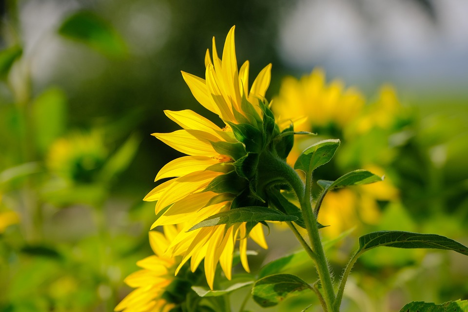 sunflower-7141894_960_720.jpg