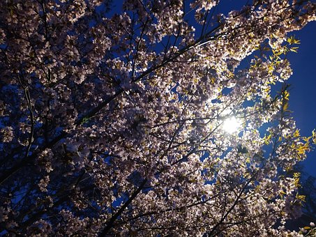 Free Cherry Flowering photo and picture