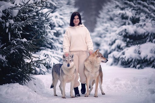 Wolf, Frau, Schnee, Frost, Raubtier