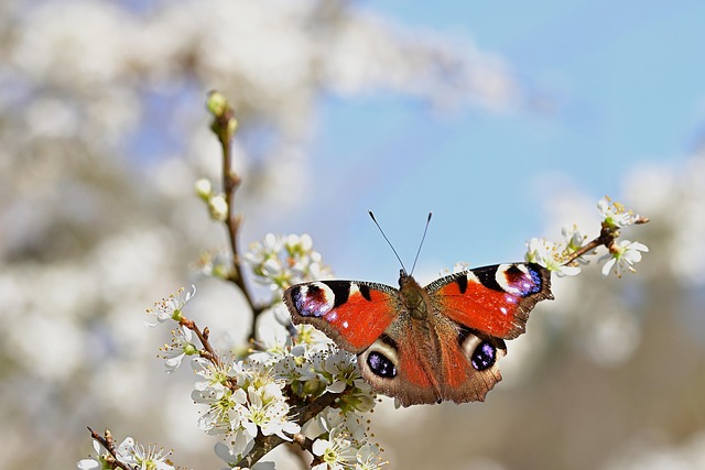 30,000+ Free Butterfly Pictures & Images [HD] - Pixabay