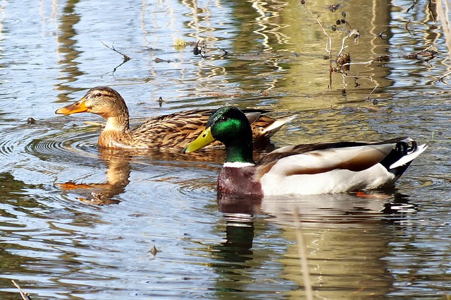 Ducks Mallards Pair Of - Free photo on Pixabay - Pixabay