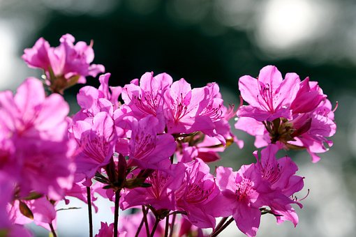 Free Flowers Beautiful Flowers photo and picture
