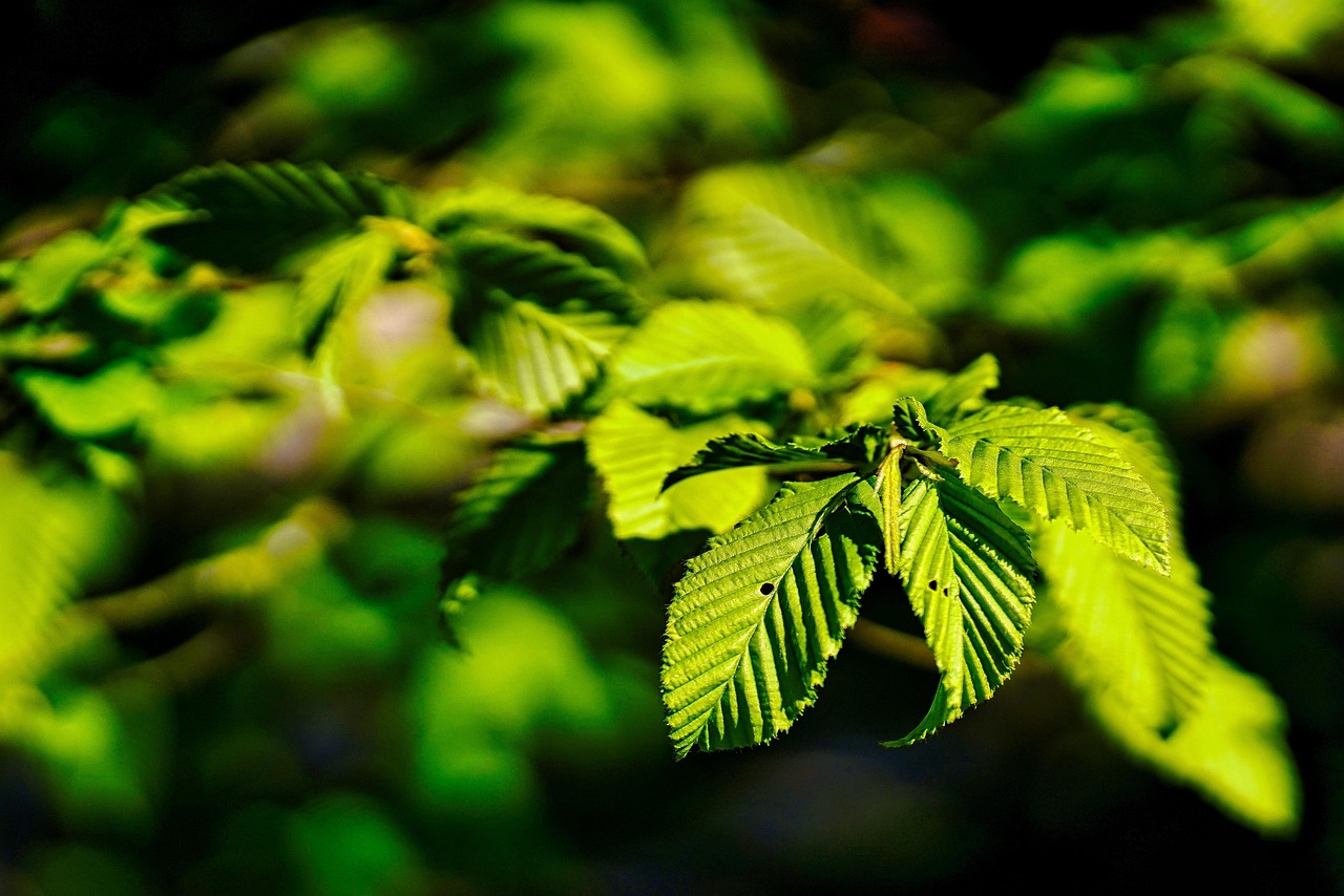 Leaves Branch Spring - Free photo on Pixabay - Pixabay