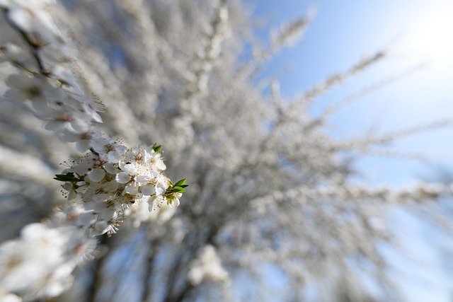 Free Sakura Flowers photo and picture
