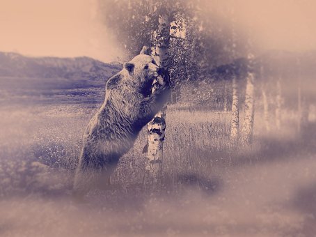 Die Natur, Wald, Tier, Bären, Nebel