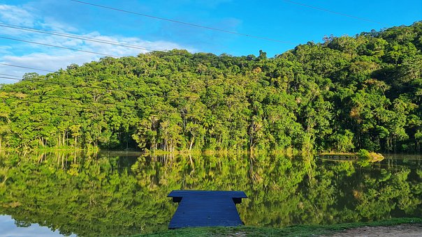 Free Tree Forest photo and picture