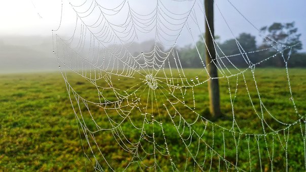 Free Nature Green photo and picture