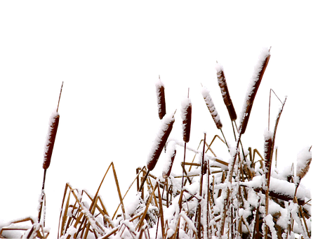 Inverno, Congeladas, Gelo, Neve, Junco