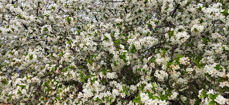 Bloemen, Boom, De Lente, Bloom, Natuur