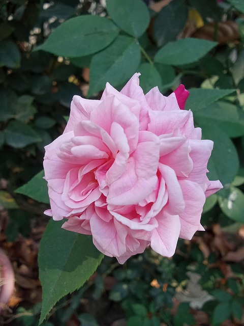 Lumina Rosie, Trandafir, Noapte