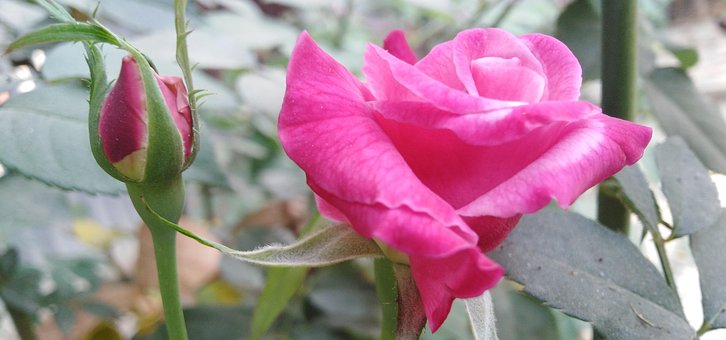 Lumina Rosie, Trandafir, Noapte