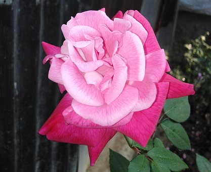 Lumina Rosie, Trandafir, Noapte