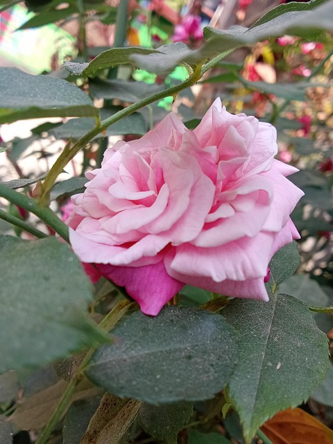 Lumina Rosie, Trandafir, Noapte