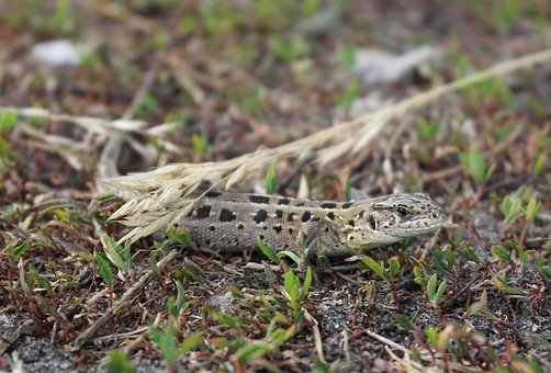 Free Reptile Species photo and picture