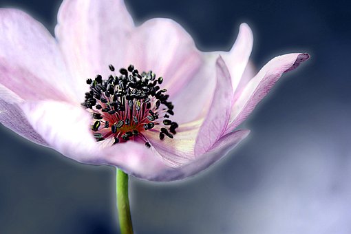 Free Poppy Anemone Flower photo and picture