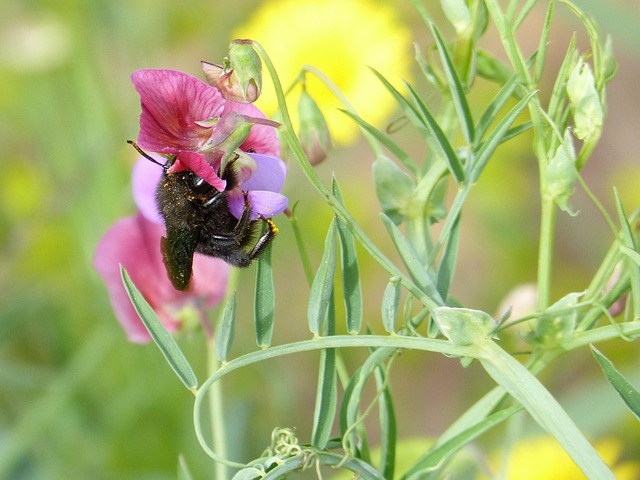 Free Bumblebee Bee photo and picture