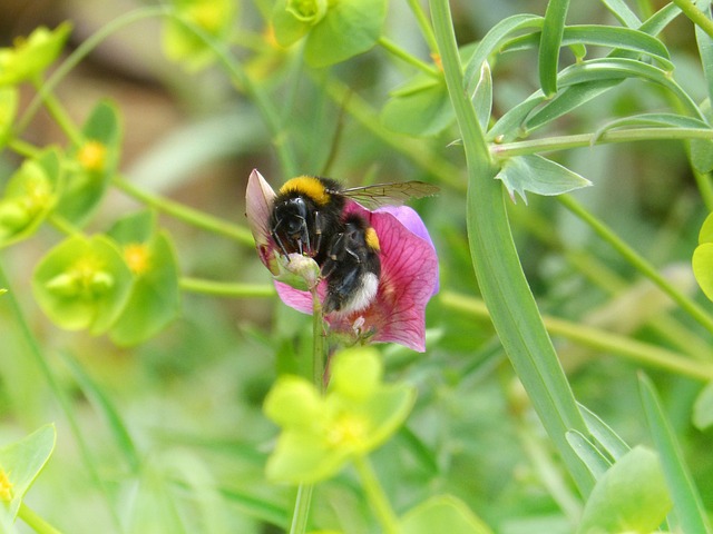 Free Bumblebee Bee photo and picture