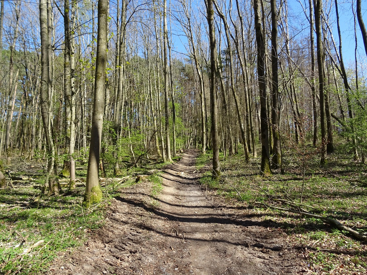 Reserved Forests Examples Reserve Forest Young Beech - Free photo on Pixabay - Pixabay