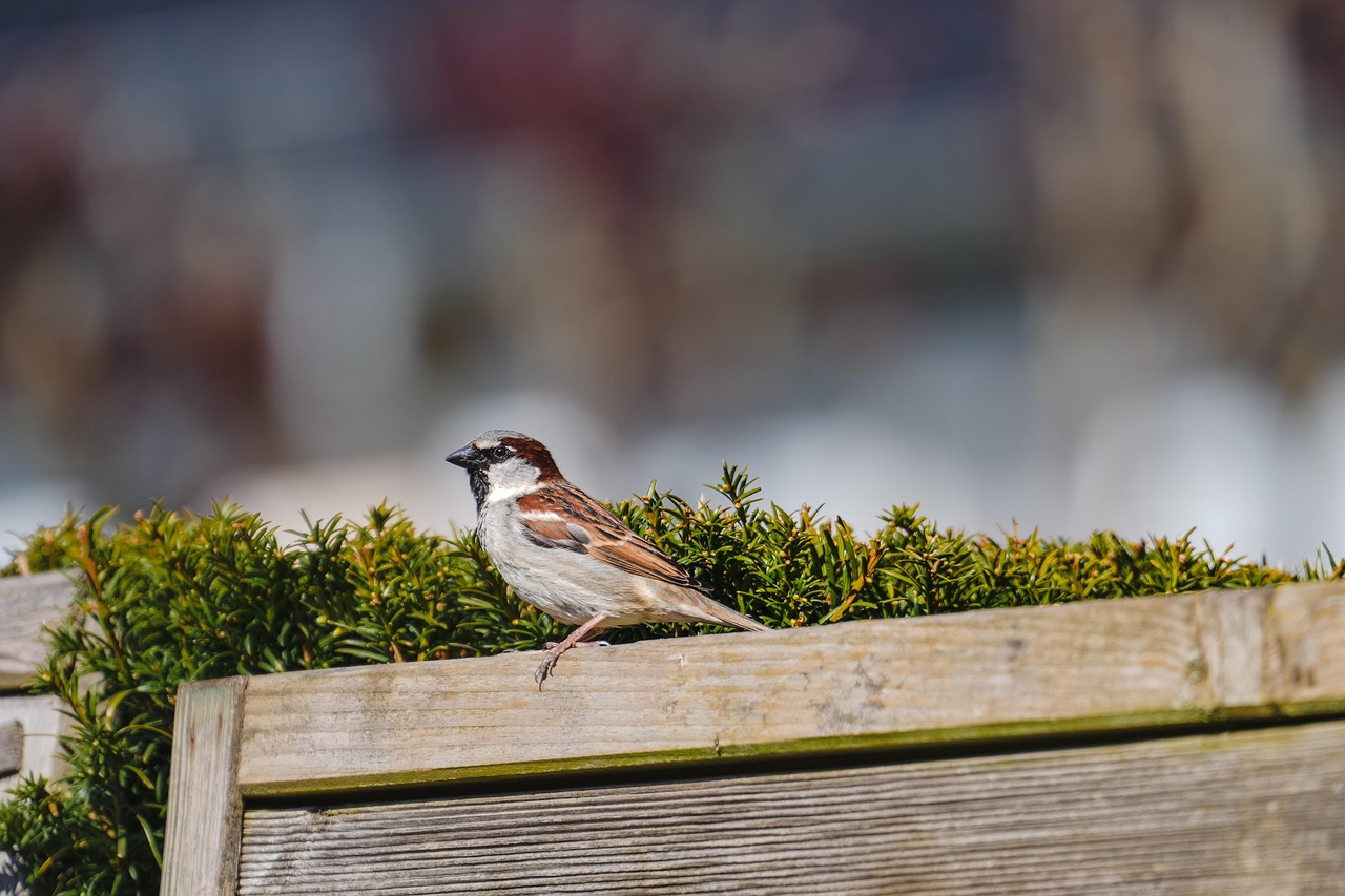 Sparrow - free online jigsaw puzzle photo