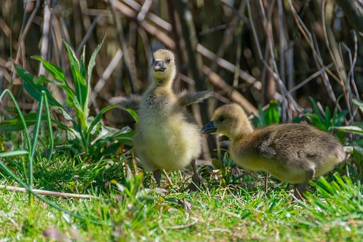 Vogel, Gänse, Natur, Gefieder, Tier