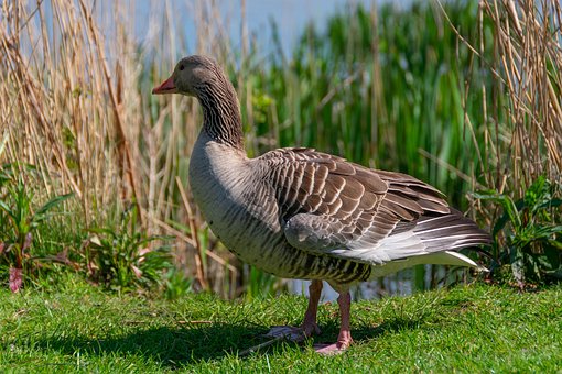 Gans, Vogel, Wasservögel, Wasservogel