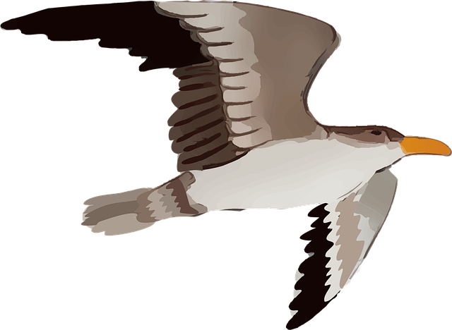 Free bird gull wings vector