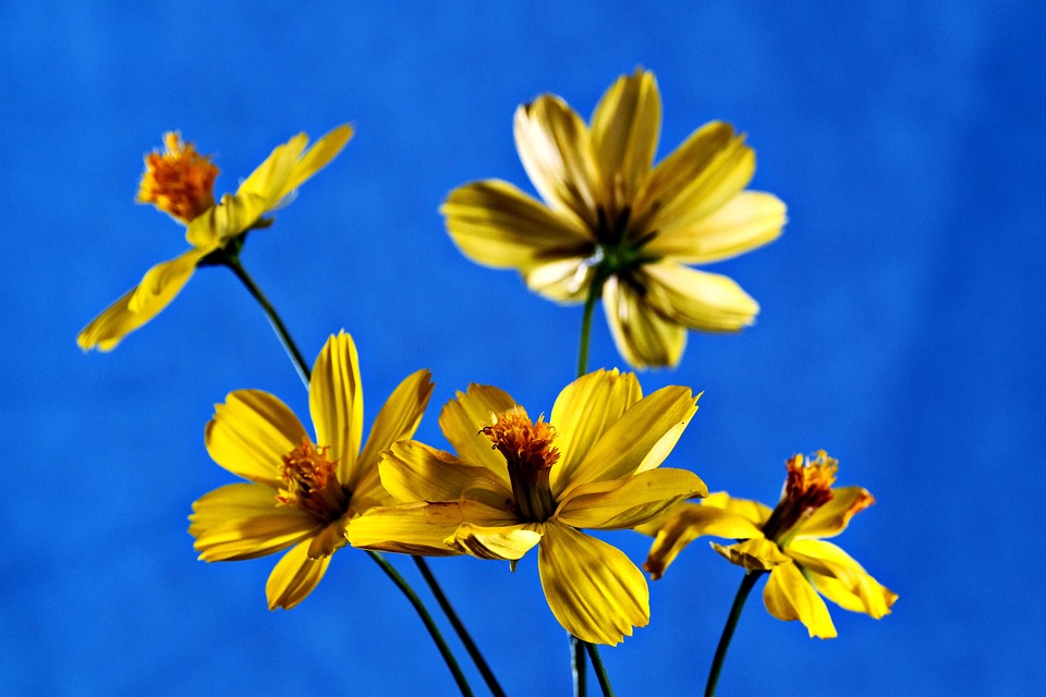 Gratis bilder av Blommor