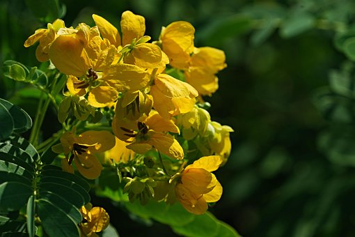 80以上の無料カッシア 花画像 Pixabay